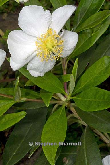 carpenteria californica 6 graphic